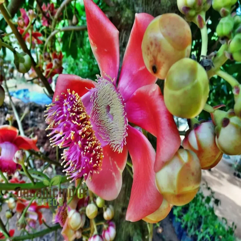 Naga Linga (Shiva Linga) Flower Seeds â€“ Elevate Your Gardening with Exotic, Spiritual Blooms