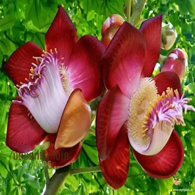 Naga Linga (Shiva Linga) Flower Seeds â€“ Elevate Your Gardening with Exotic, Spiritual Blooms