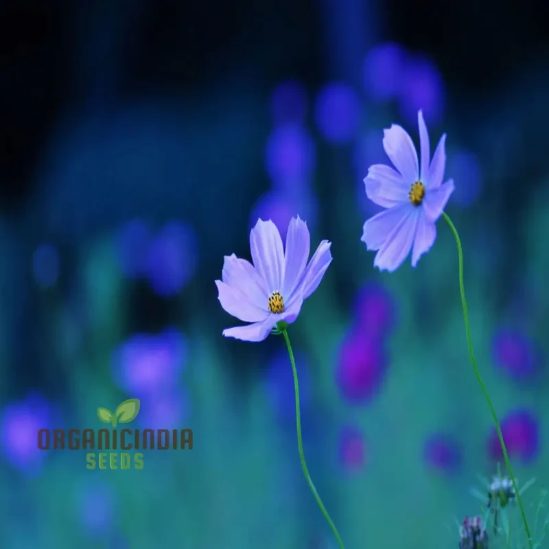 Blue Cosmos Flower Seeds - Ideal for Vibrant and Lush Gardens - Enhance Your Outdoor Space with Stunning Blooms