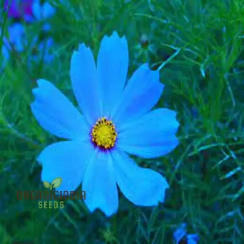 Blue Cosmos Flower Seeds - Ideal for Vibrant and Lush Gardens - Enhance Your Outdoor Space with Stunning Blooms