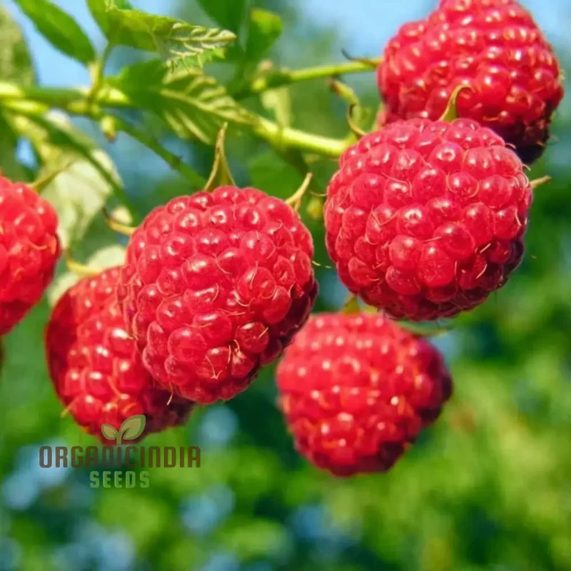 Organic Red Raspberry Seeds for Gardening Enthusiasts Perfect for Thriving Gardens and Bountiful Harvests