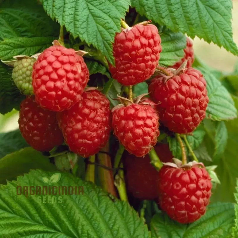 Organic Red Raspberry Seeds for Gardening Enthusiasts Perfect for Thriving Gardens and Bountiful Harvests