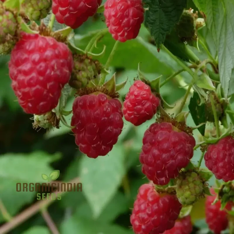 Organic Red Raspberry Seeds for Gardening Enthusiasts Perfect for Thriving Gardens and Bountiful Harvests