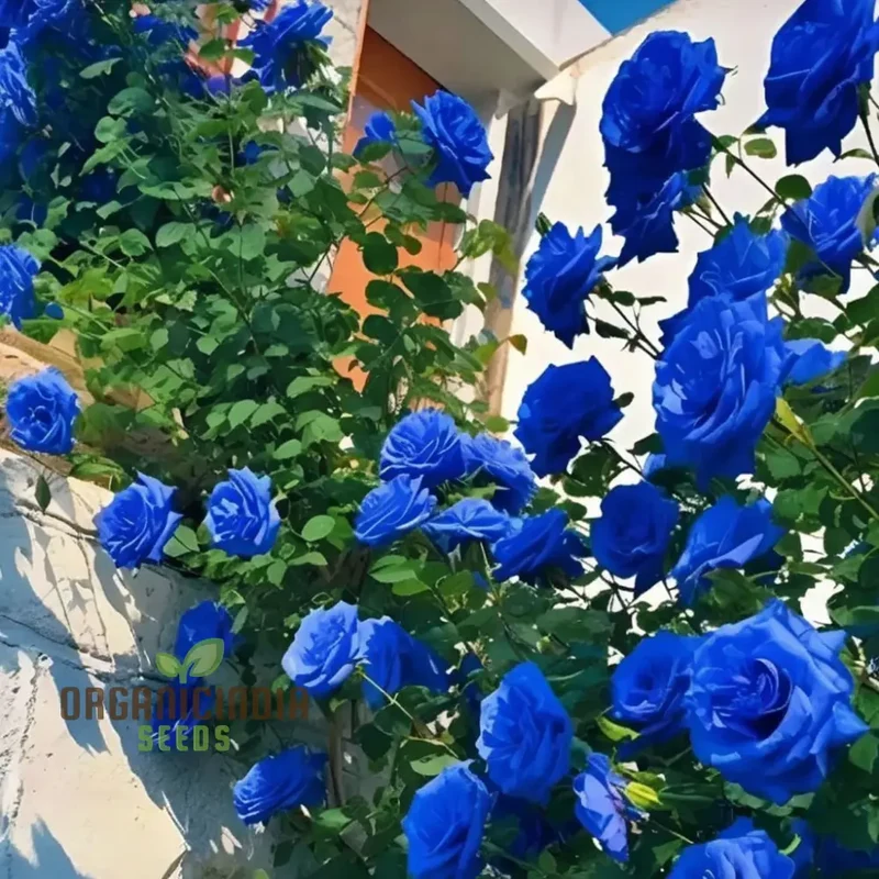 Blue Climbing Rose Seeds Elevate Your Gardening Experience with Stunning, Cascading Blooms