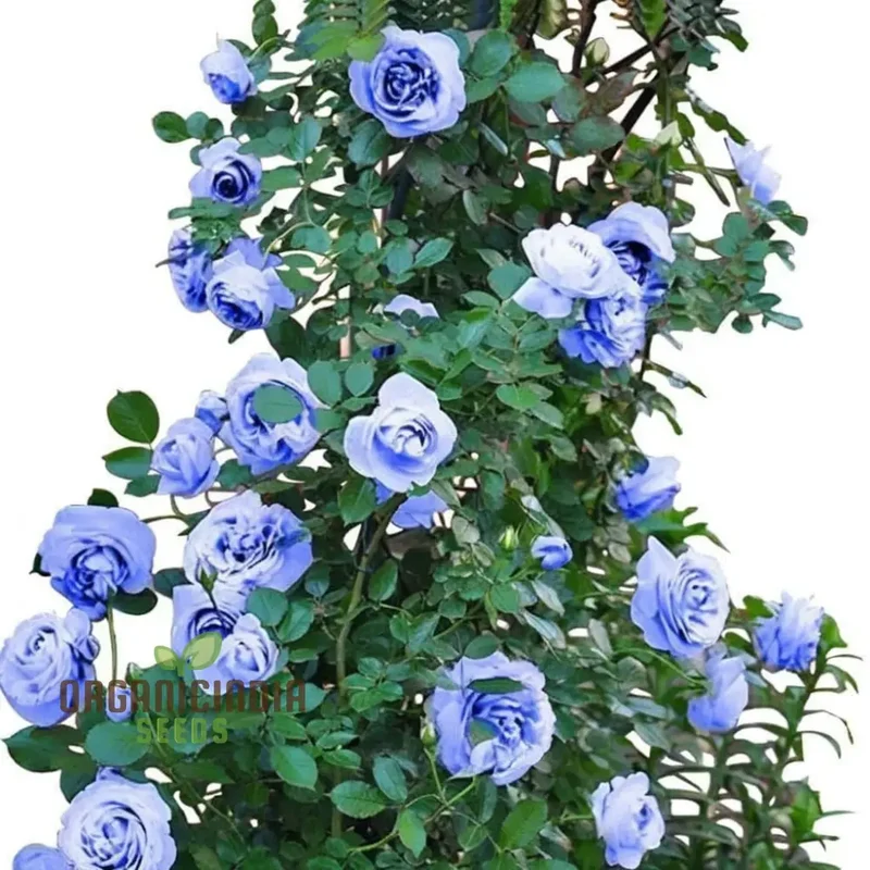 Blue Climbing Rose Seeds Elevate Your Gardening Experience with Stunning, Cascading Blooms