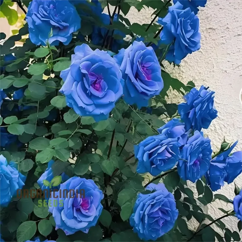 Blue Climbing Rose Seeds Elevate Your Gardening Experience with Stunning, Cascading Blooms