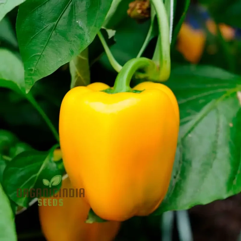 Yellow Sweet Pepper Vegetable Seeds, Bright and Crunchy Peppers for Fresh Garden Flavor