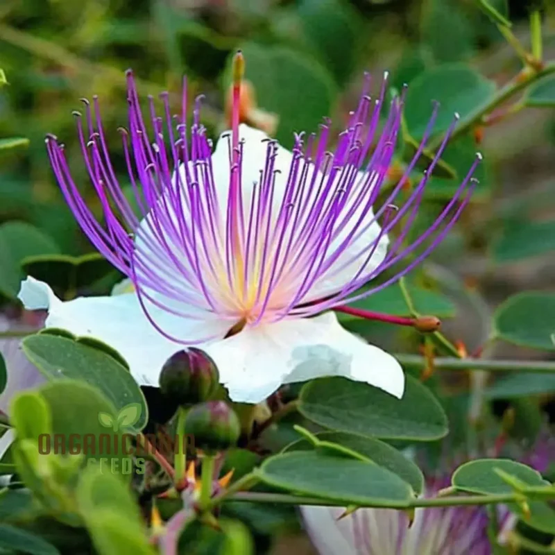 Exotic Caper Bush Flowering Seed, Elevate Your Garden's Charm with These Prized Floral Gems, Ideal for Planting and Gardening Enthusiasts
