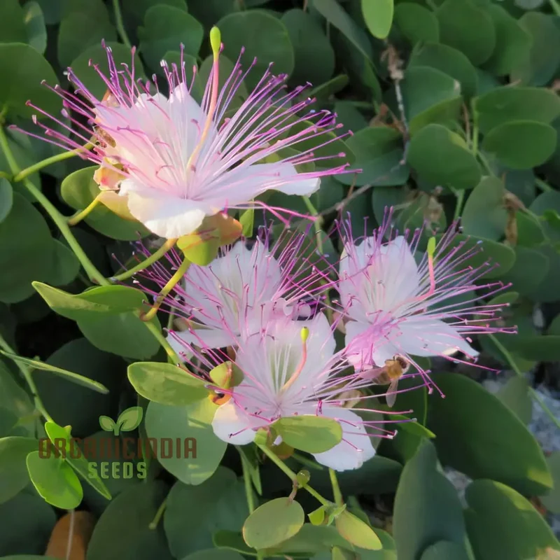 Exotic Caper Bush Flowering Seed, Elevate Your Garden's Charm with These Prized Floral Gems, Ideal for Planting and Gardening Enthusiasts