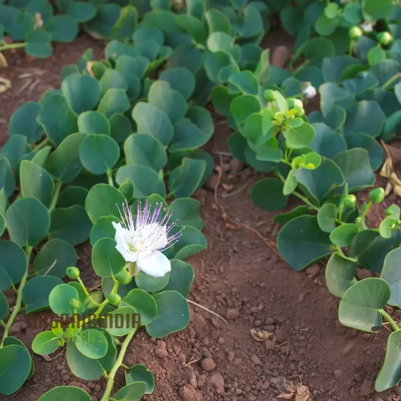 Exotic Caper Bush Flowering Seed, Elevate Your Garden's Charm with These Prized Floral Gems, Ideal for Planting and Gardening Enthusiasts