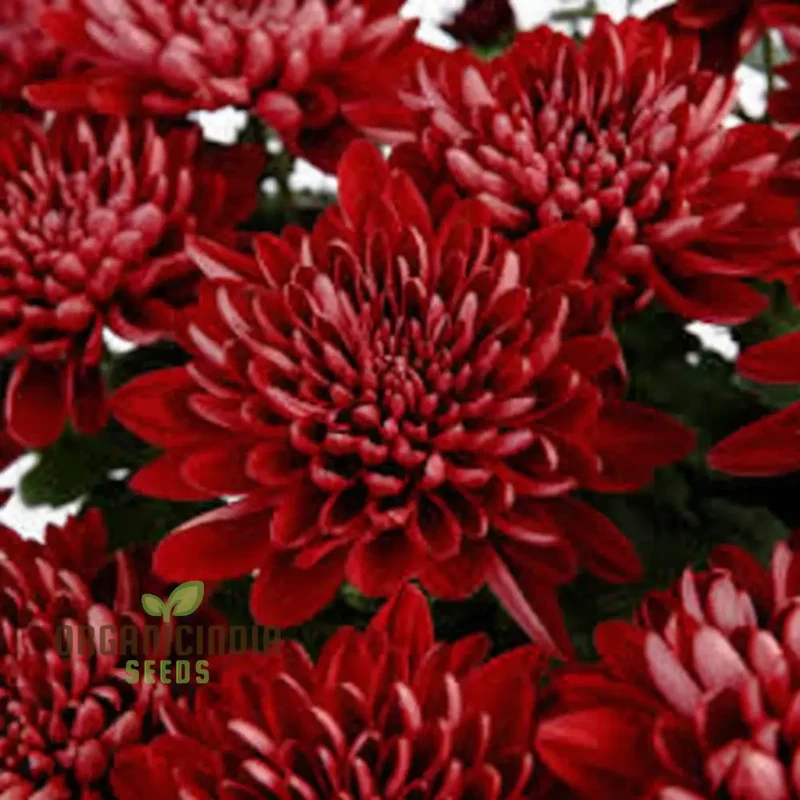 Dark Red Chrysanthemum Flower Seeds, Vibrant Blooms, Easy to Grow, Stunning Addition to Your Garden