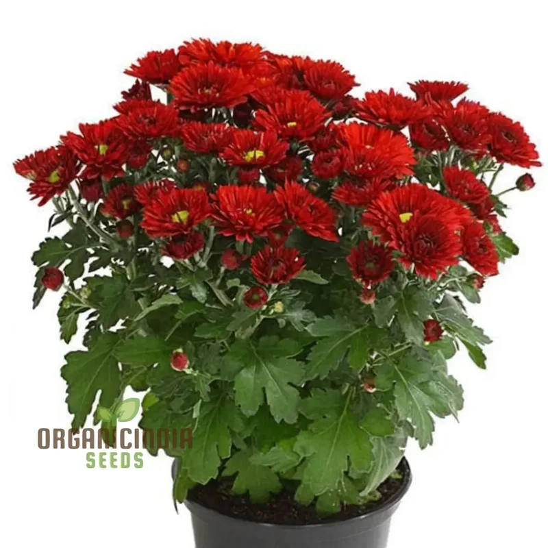 Dark Red Chrysanthemum Flower Seeds, Vibrant Blooms, Easy to Grow, Stunning Addition to Your Garden