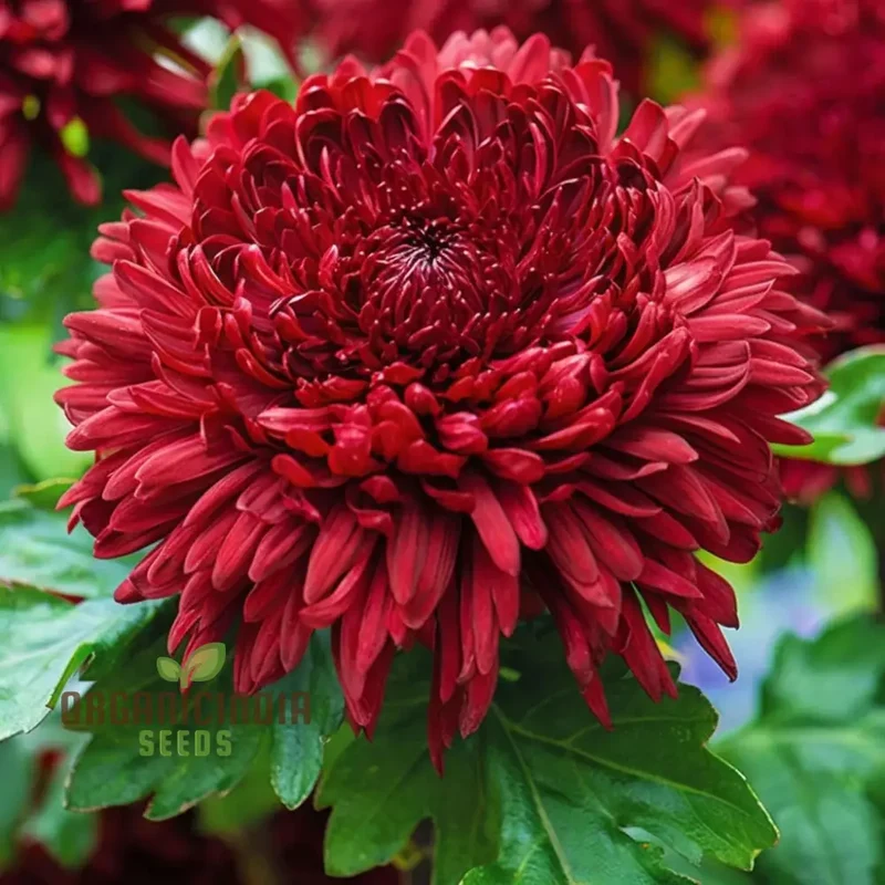Dark Red Chrysanthemum Flower Seeds, Vibrant Blooms, Easy to Grow, Stunning Addition to Your Garden