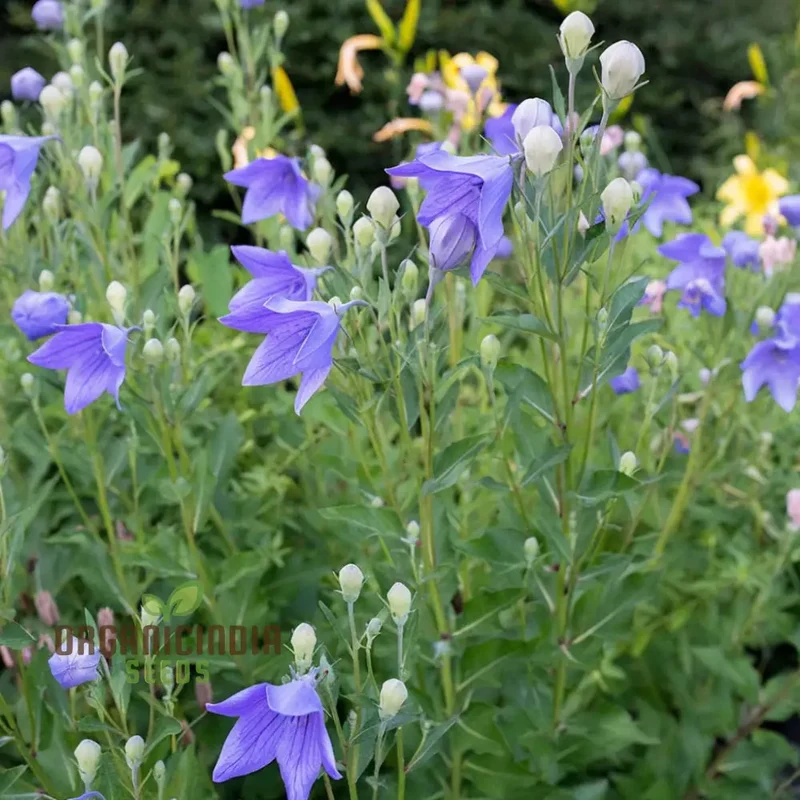 Platycodon Grandiflorus Seeds – Balloon Flower for Garden Planting
