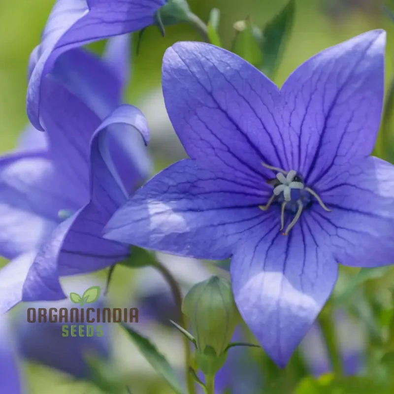 Platycodon Grandiflorus Seeds – Balloon Flower for Garden Planting