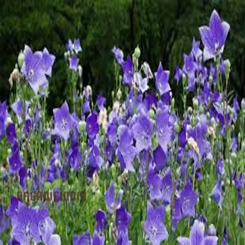 Platycodon Grandiflorus Seeds – Balloon Flower for Garden Planting