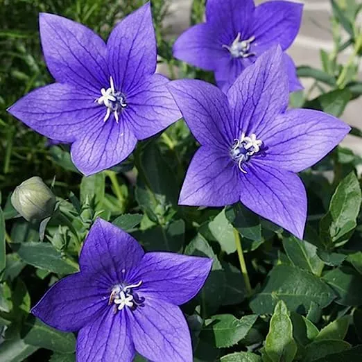 Platycodon Grandiflorus Seeds – Balloon Flower for Garden Planting