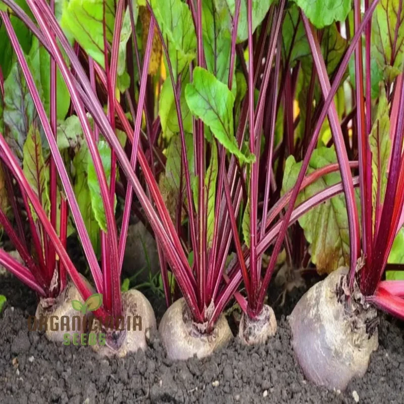 Beetroot Vegetable Seeds, Grow Your Own Vibrant and Nutritious Root Vegetables