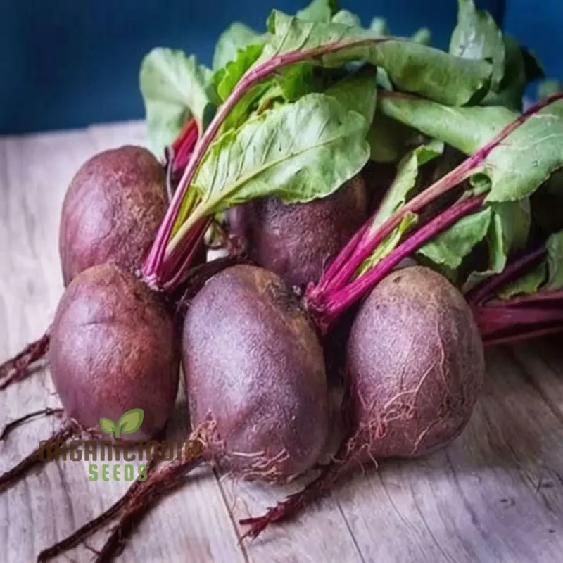 Beetroot Vegetable Seeds, Grow Your Own Vibrant and Nutritious Root Vegetables