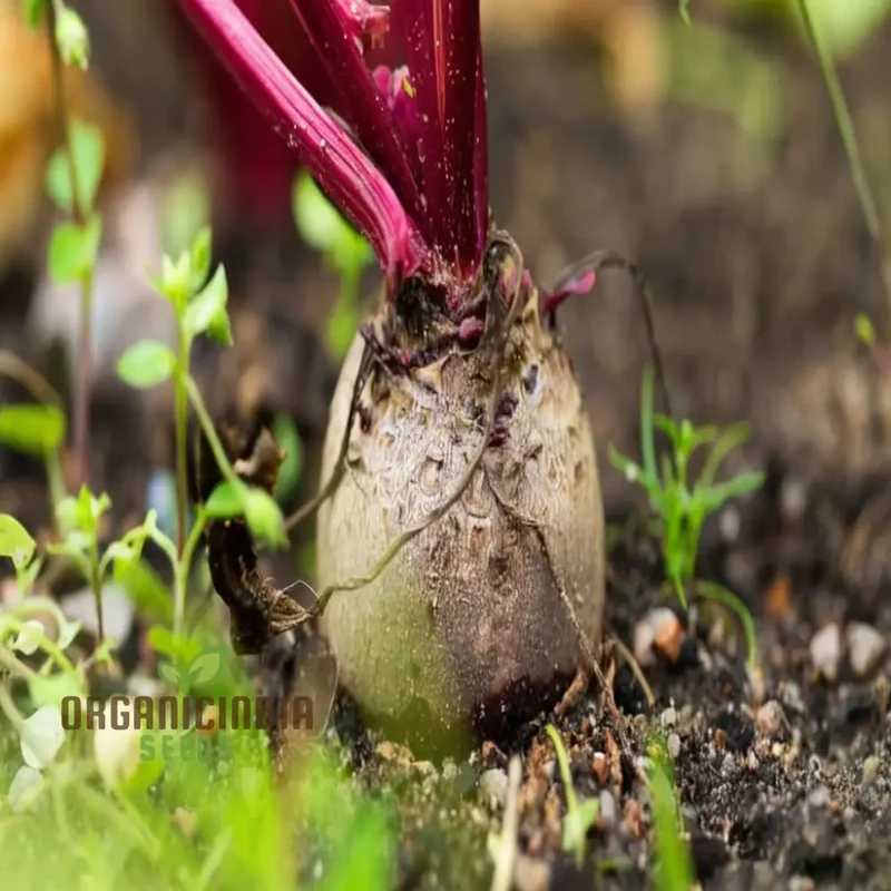 Beetroot Vegetable Seeds, Grow Your Own Vibrant and Nutritious Root Vegetables