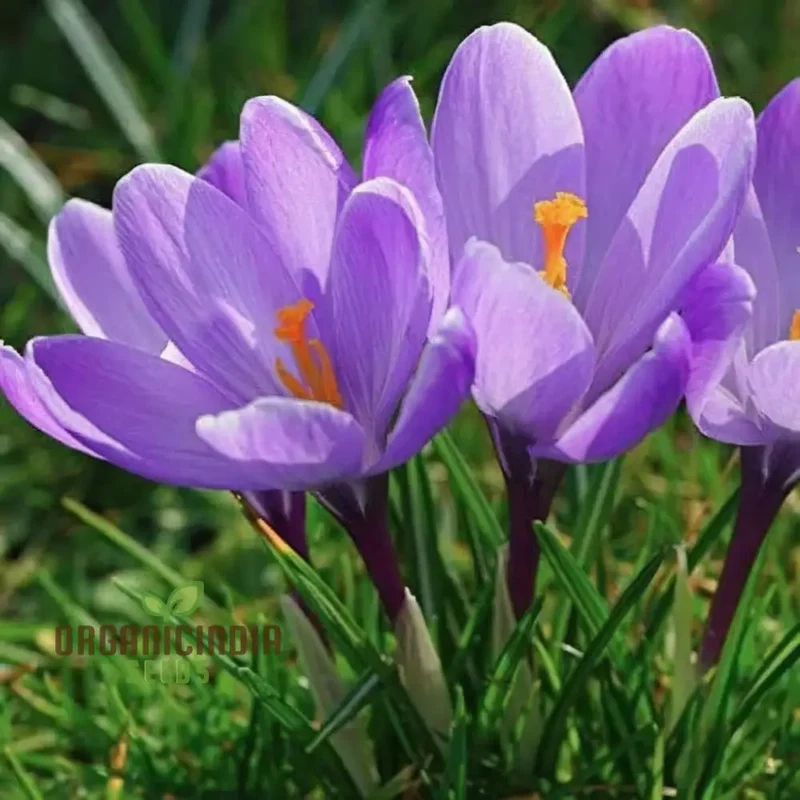 Saffron Flower Crocus Floresling Bulbs Transform Your Garden with Exotic Blooms and the Rich, Precious Spice