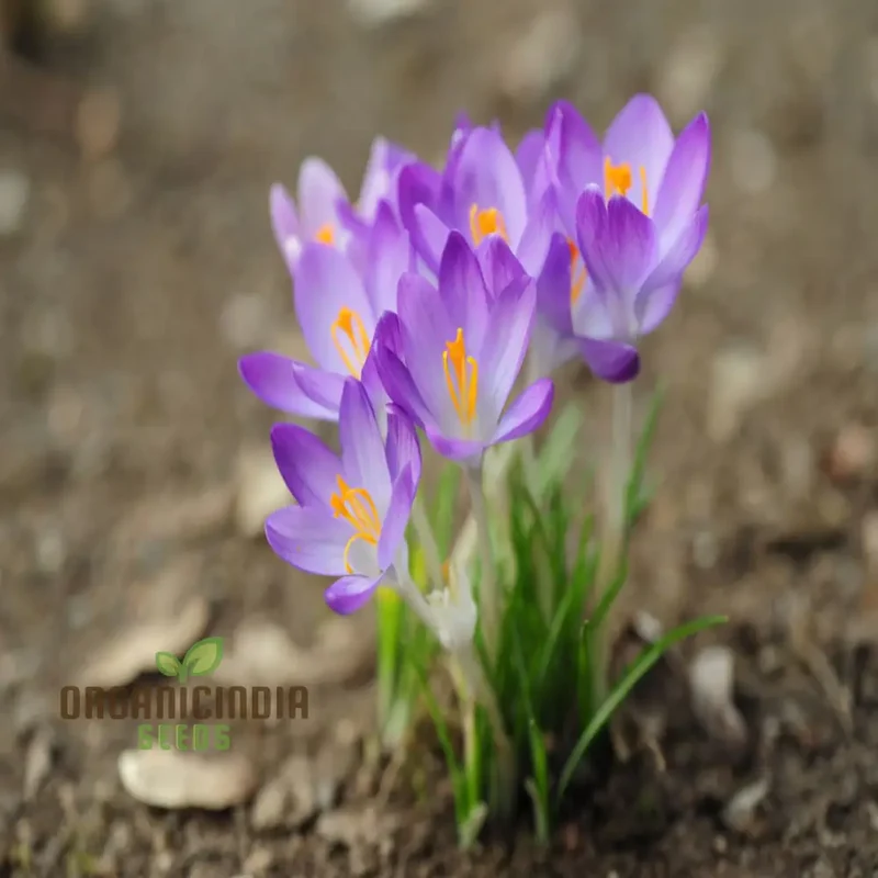 Saffron Flower Crocus Floresling Bulbs Transform Your Garden with Exotic Blooms and the Rich, Precious Spice