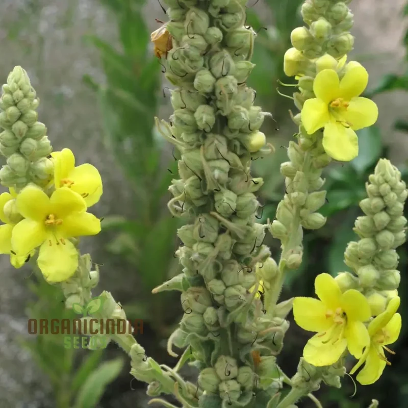 Verbascum Densiflorum Flower Seeds, Tall Vibrant Blooms, Perfect for Pollinator Gardens