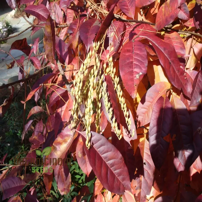 Sourwood Tree plant Seeds, High-Quality Oxydendrum arboreum Sourwood Trees Seeds, Grow Beautiful Your Garden
