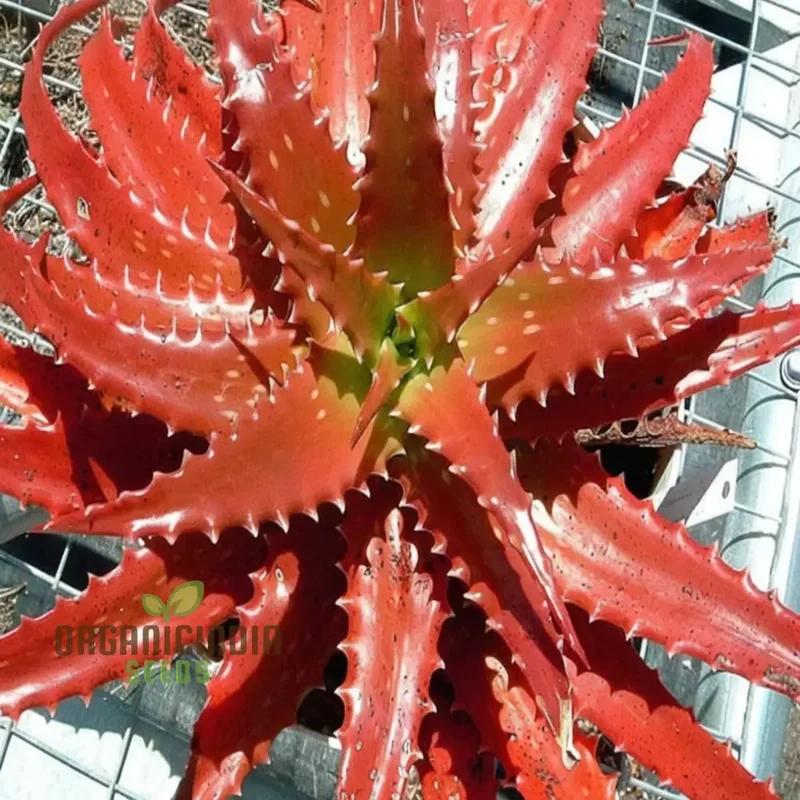 Aloe cameronii Plant Seeds, Elevate Your Garden with Vibrant Beauty, Perfect for Planting and Gardening Aficionados