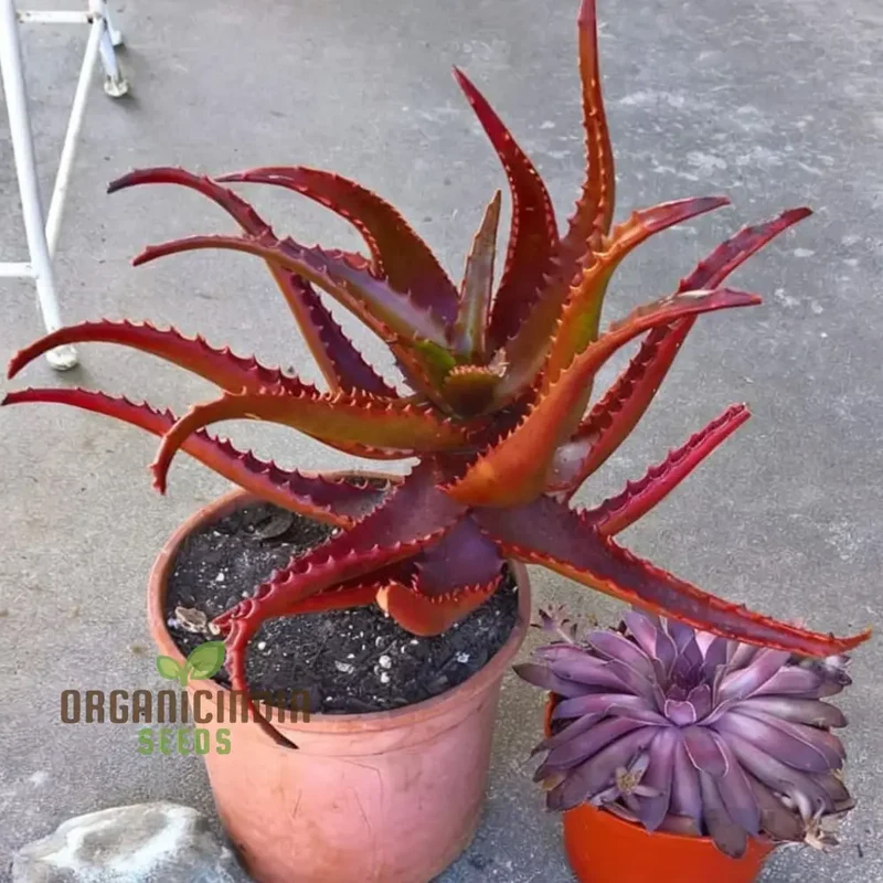 Aloe cameronii Plant Seeds, Elevate Your Garden with Vibrant Beauty, Perfect for Planting and Gardening Aficionados