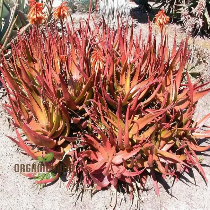 Aloe cameronii Plant Seeds, Elevate Your Garden with Vibrant Beauty, Perfect for Planting and Gardening Aficionados