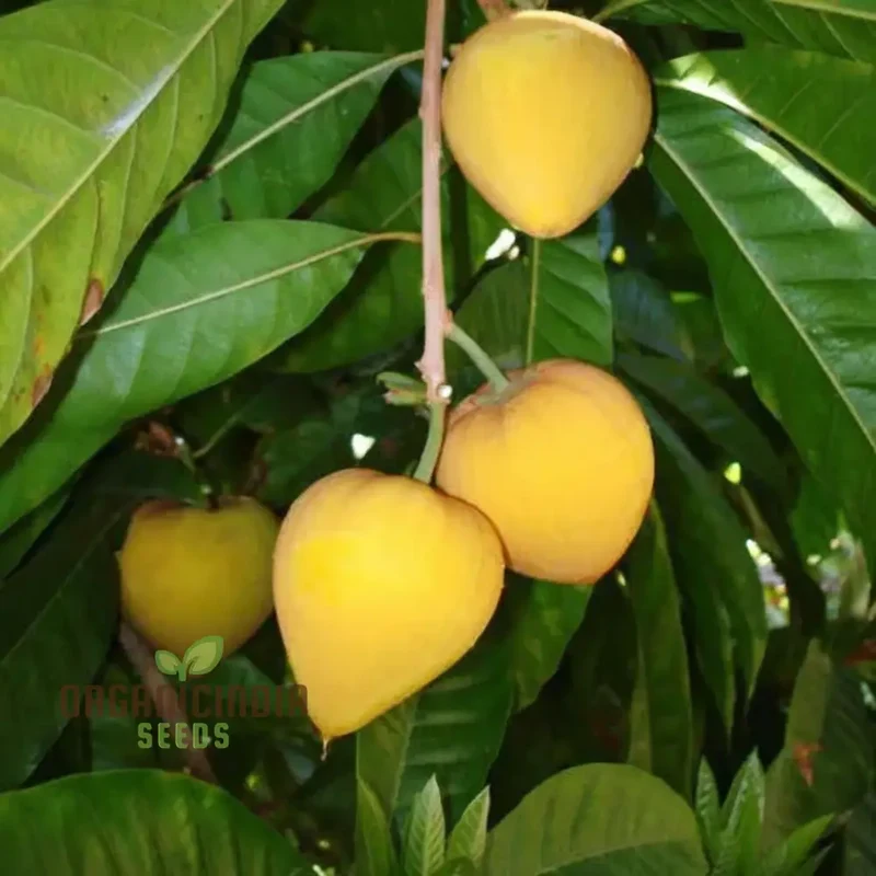 Premium Nema Lucuma Nervosa Egg Yolk Fruit Seeds for Gardening Enthusiasts: Grow Exotic Seeds with Ease