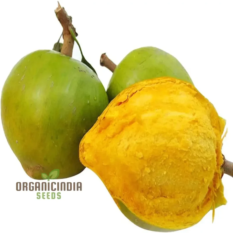 Premium Nema Lucuma Nervosa Egg Yolk Fruit Seeds for Gardening Enthusiasts: Grow Exotic Seeds with Ease