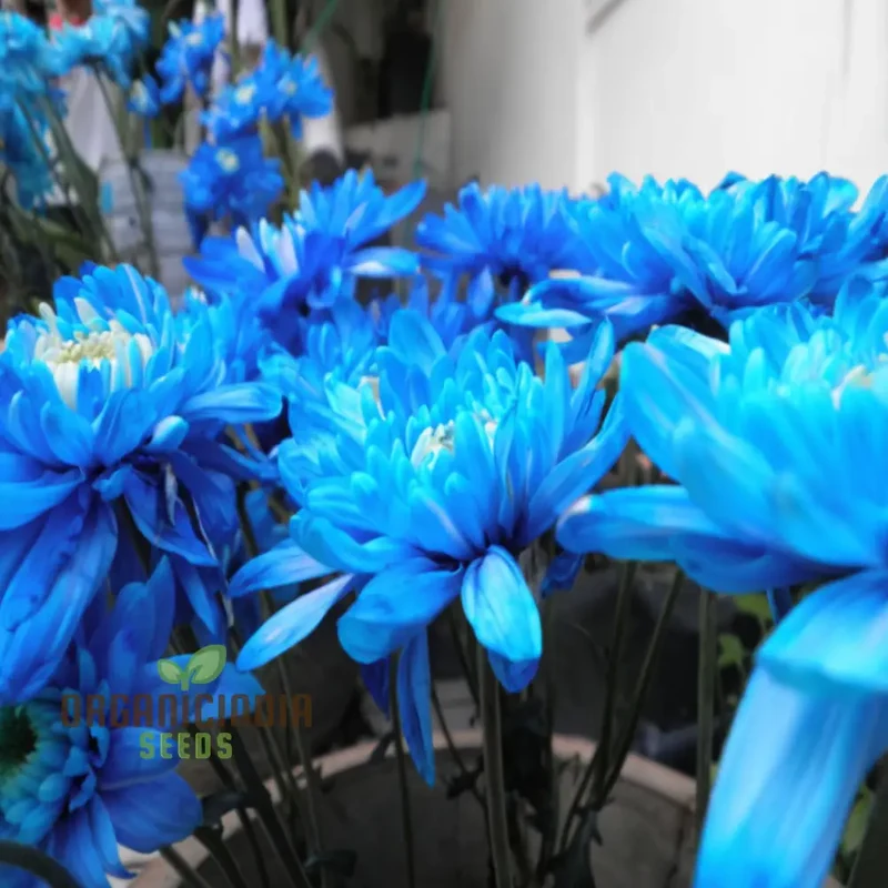 Blue Chrysanthemum Flower Seeds - Stunning Azure Blooms for Mesmerizing Garden Displays