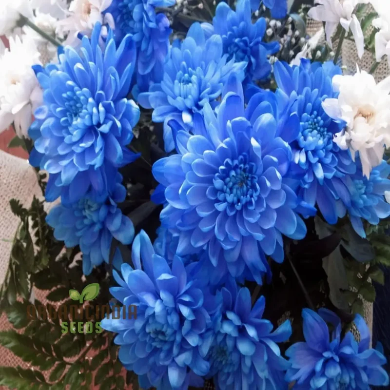 Blue Chrysanthemum Flower Seeds - Stunning Azure Blooms for Mesmerizing Garden Displays