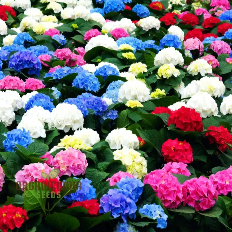 Exquisite Hydrangea Flower Seeds Mix for Breathtaking Gardens, A Must-Have for Planting and Gardening Enthusiasts