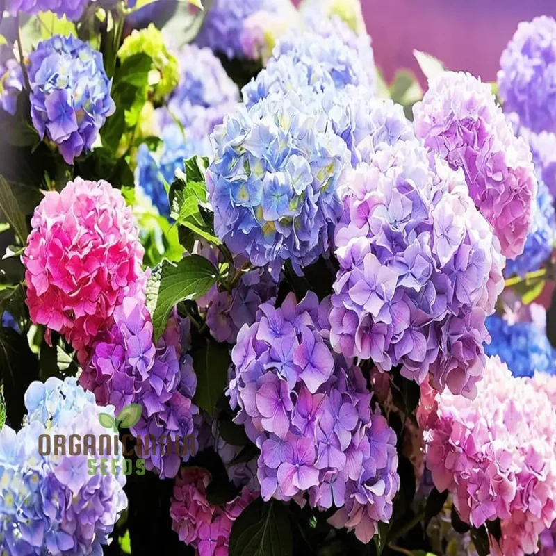 Exquisite Hydrangea Flower Seeds Mix for Breathtaking Gardens, A Must-Have for Planting and Gardening Enthusiasts