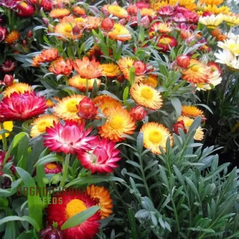 Mixed Strawflower Seeds for Vibrant Garden Blooms - Premium Quality Seeds for Lush and Colorful Flower Beds