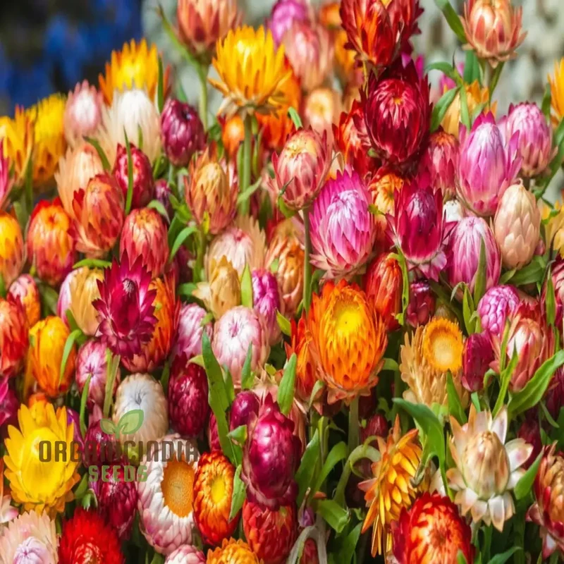 Mixed Strawflower Seeds for Vibrant Garden Blooms - Premium Quality Seeds for Lush and Colorful Flower Beds