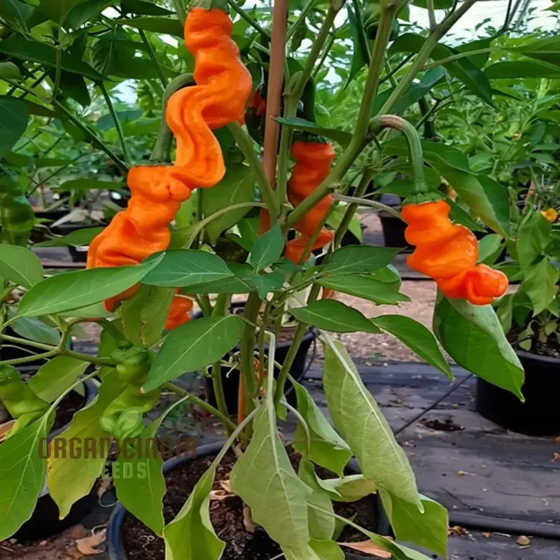 Orange Peter Pepper Plant Seeds - Unique and Spicy Peppers for Vibrant Garden Harvests