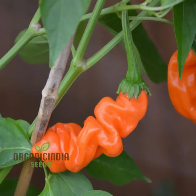 Orange Peter Pepper Plant Seeds - Unique and Spicy Peppers for Vibrant Garden Harvests