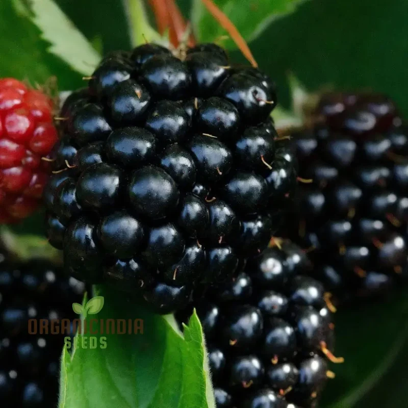 Giant Sweet Heirloom Blackberry Seeds Elevate Your Gardening with Bountiful, Flavorful Berries