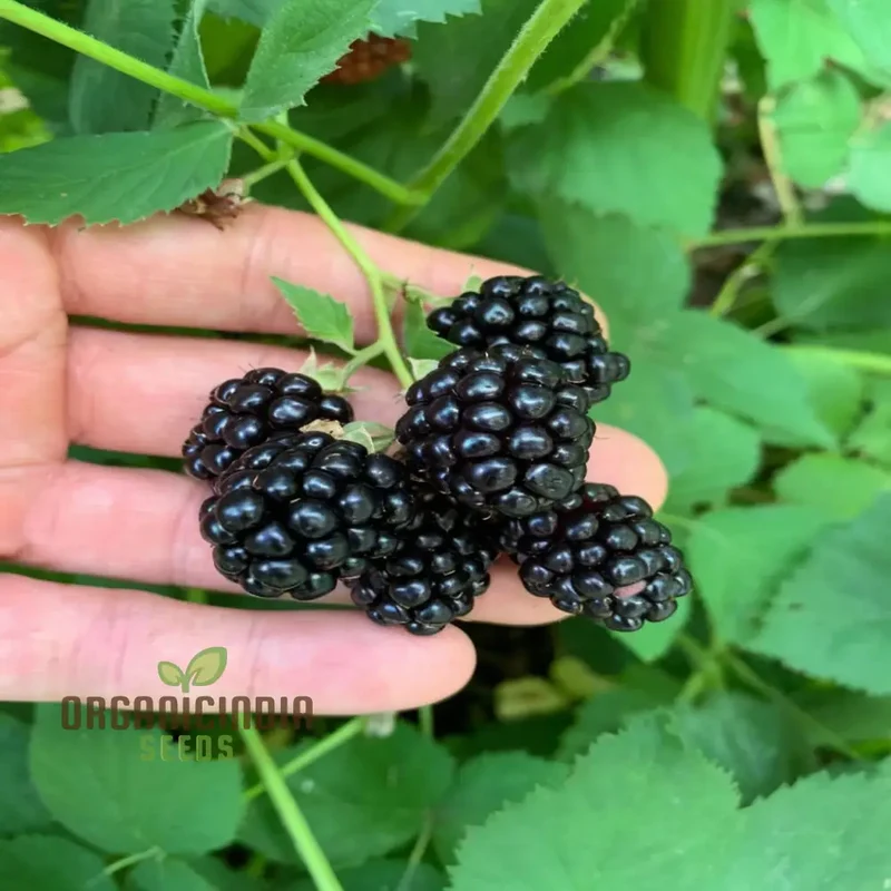 Giant Sweet Heirloom Blackberry Seeds Elevate Your Gardening with Bountiful, Flavorful Berries