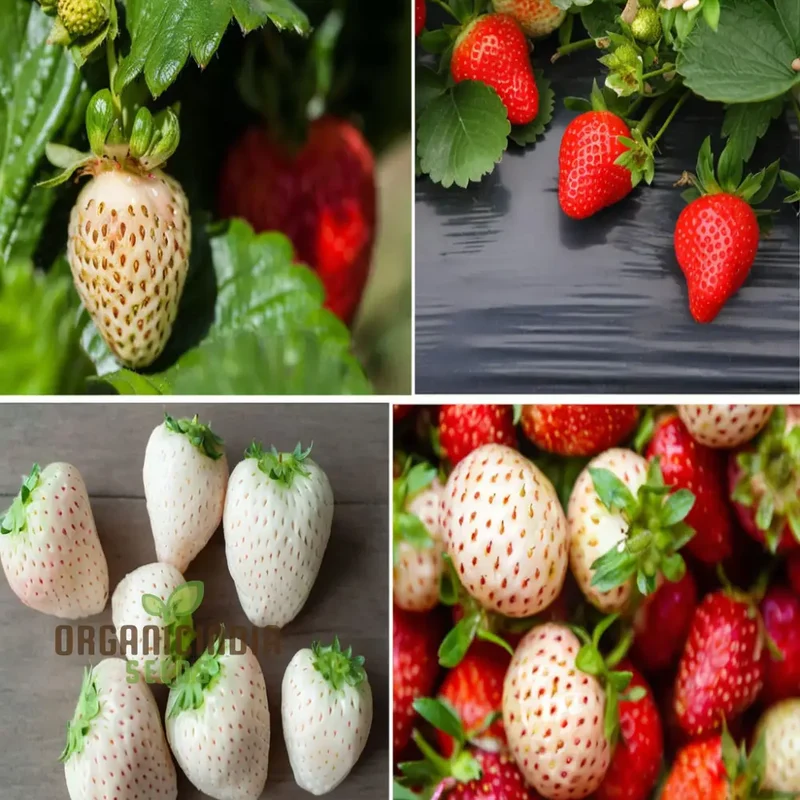 Mixed Strawberry Fruit Seeds, Organic, Fast-Growing, High Yield, Perfect for Home Gardens