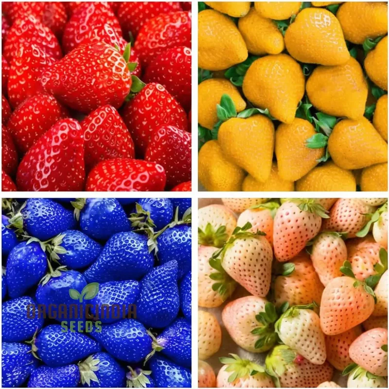 Mixed Strawberry Fruit Seeds, Organic, Fast-Growing, High Yield, Perfect for Home Gardens