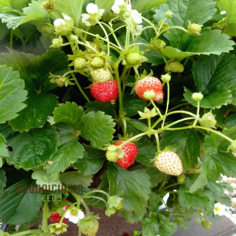 Mixed Strawberry Fruit Seeds, Organic, Fast-Growing, High Yield, Perfect for Home Gardens