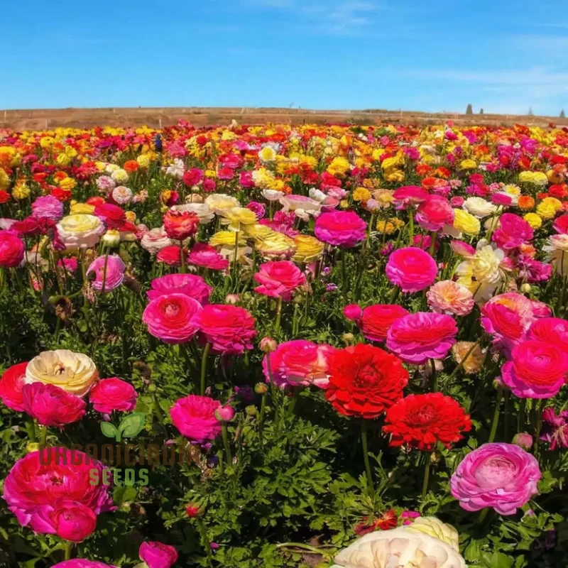Ranunculus Flower Seeds – Mixed Color Blooms for Garden Planting