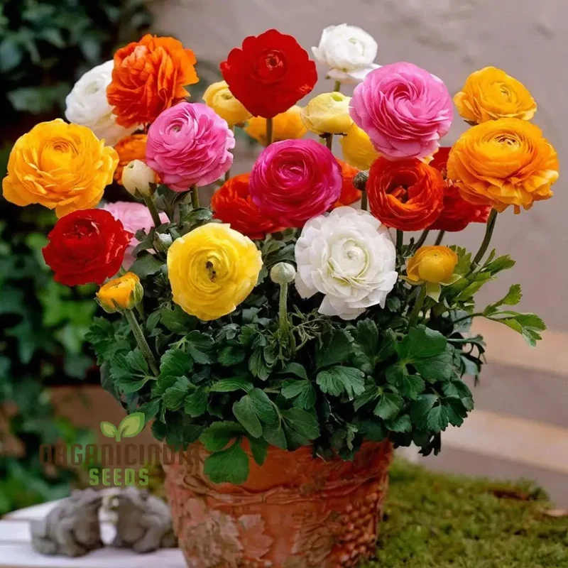 Ranunculus Flower Seeds – Mixed Color Blooms for Garden Planting