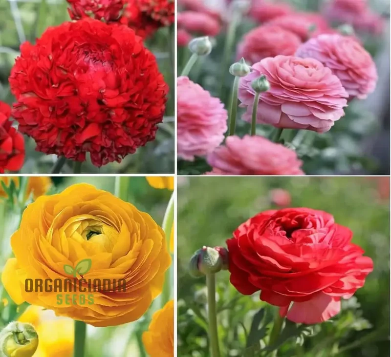 Ranunculus Flower Seeds – Mixed Color Blooms for Garden Planting