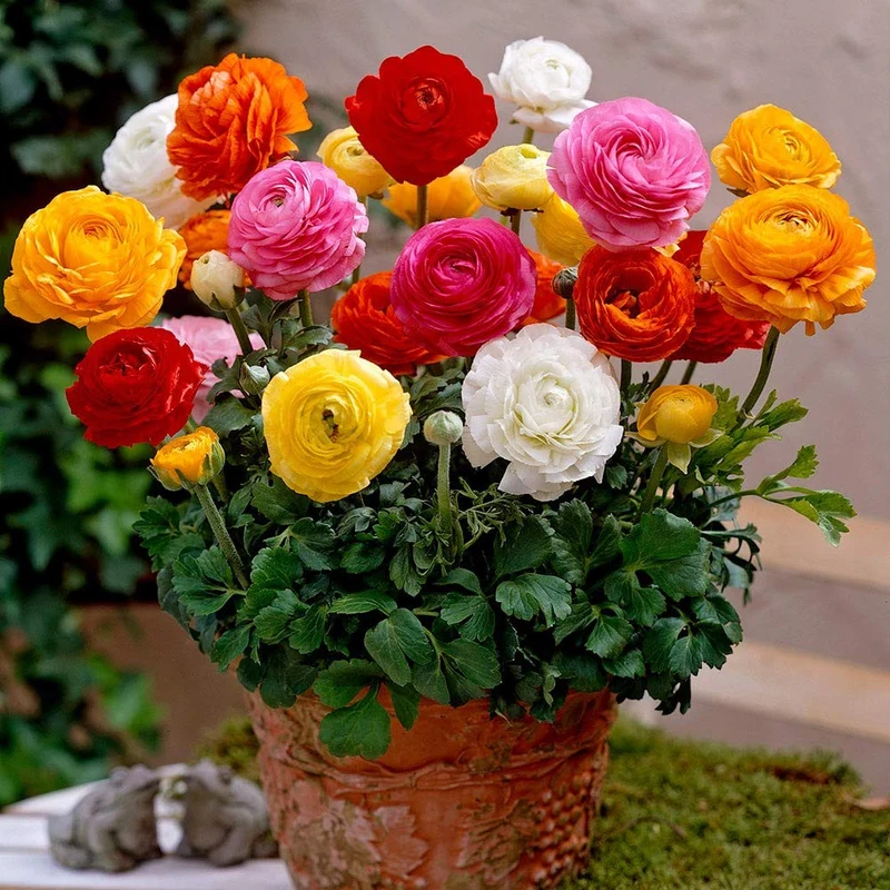 Ranunculus Flower Seeds – Mixed Color Blooms for Garden Planting